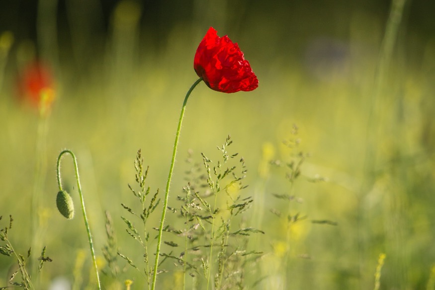 Wales in Support and Remembrance