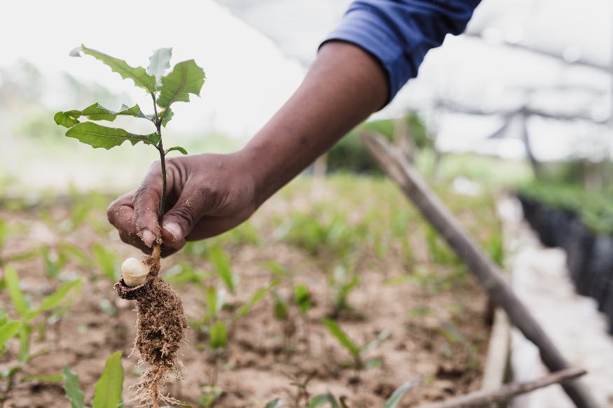 Homes will be give a tree to help tackle climate change