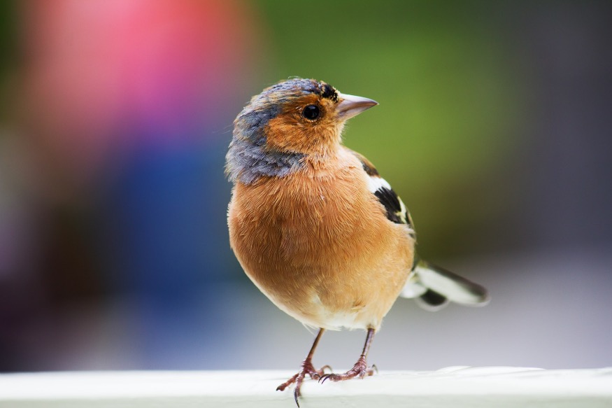 Get involved in the RSPB Big Garden Birdwatch initiative