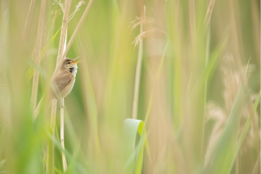 Get up with the lark for Dawn Chorus Sunday at RSPB Conwy