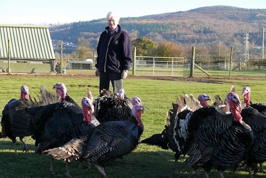 'Race against time' to sell turkeys as bird flu deepens