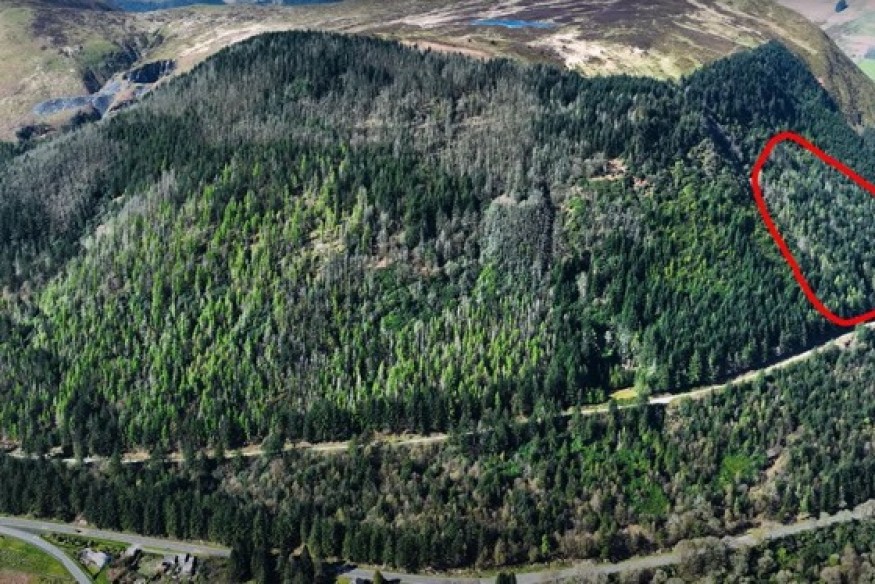Diseased larch trees to be felled at Gwynedd forest