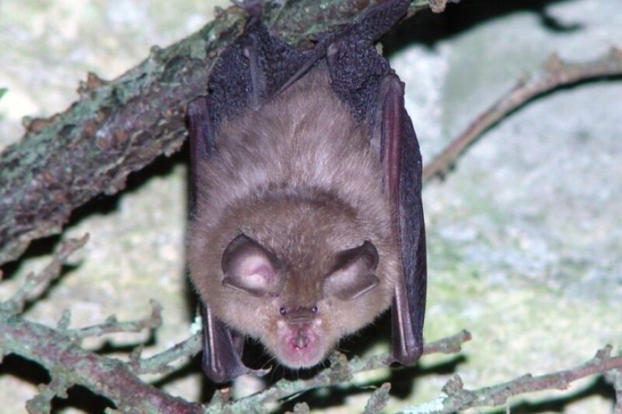 Council replaces Old Highway lamps to help local wildlife