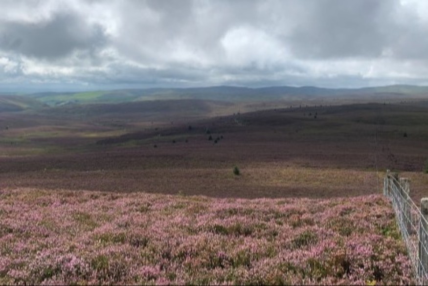 Protected habitats to be boosted on Berwyn mountains