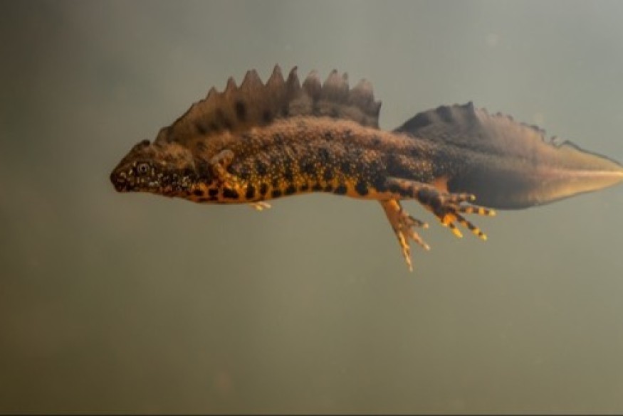 Partnership work to boost rare newt numbers in Flintshire