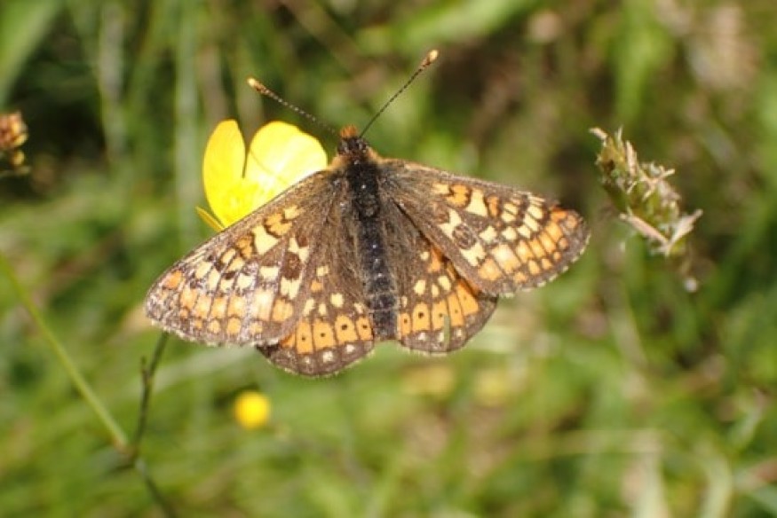 Mowing reduced in May to help natures pollinators