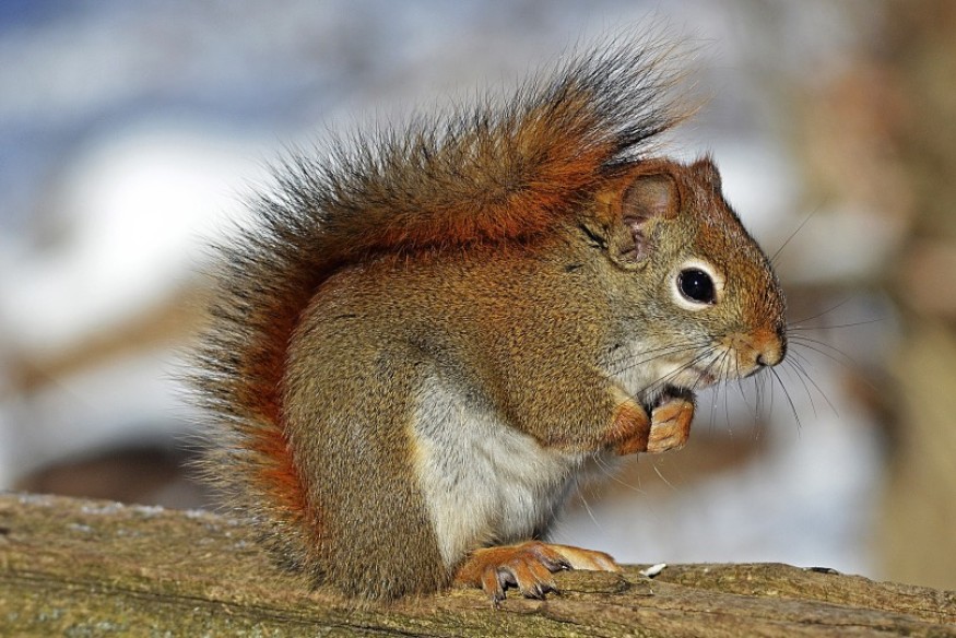 First Minister questioned on vaccine to protect Red Squirrels