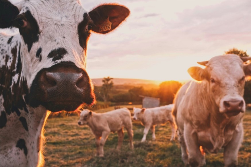 Welsh farmers urged to be vigilant for signs of Bluetongue