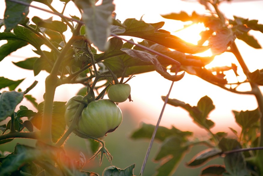 Have you heard about the Conwy Food Partnership?