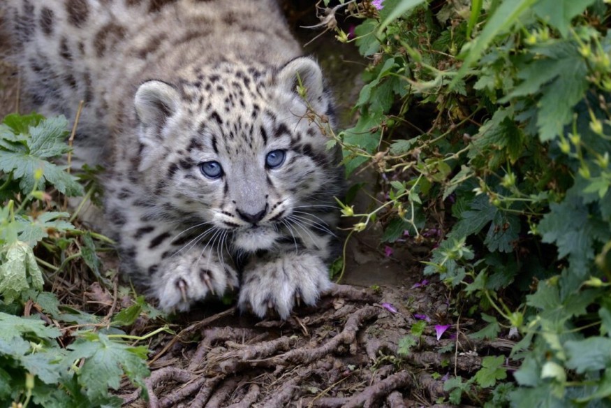Snow Leopard cub named at the Welsh Mountain Zoo