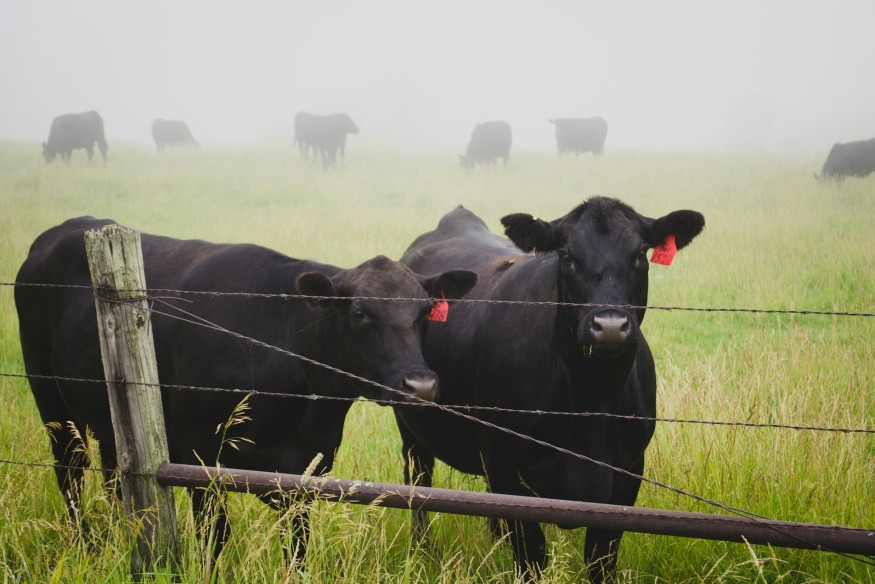 Welsh farmers urged to be vigilant for signs of Bluetongue