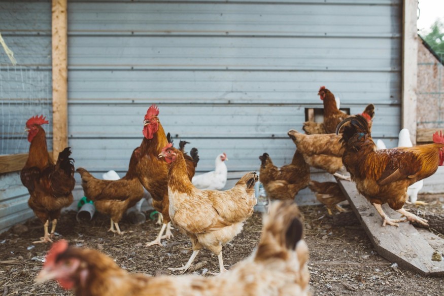 Mandatory bird registration comes into force soon across Wales