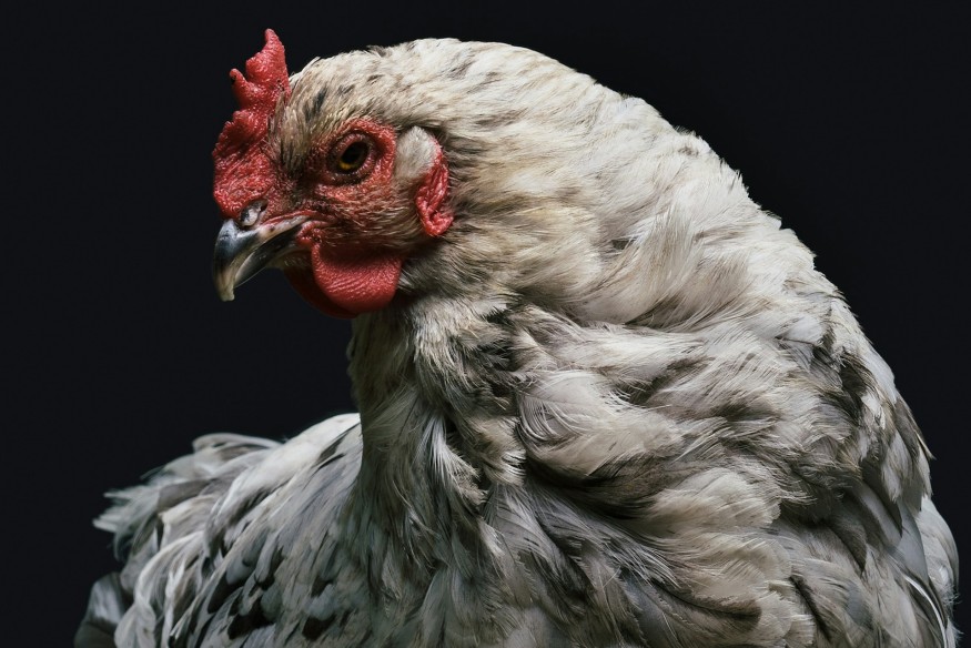 Bird keepers in Wales urged to be vigilant as cases of avian flu rise