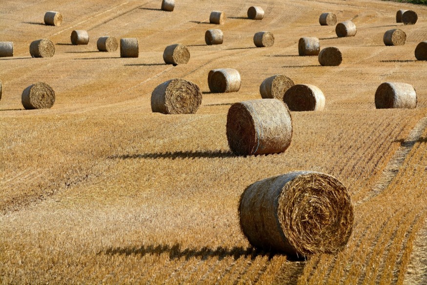 Rural and farm crime in the spotlight as campaign begins