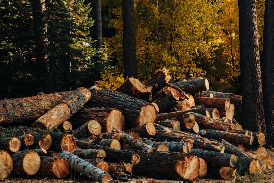 Wales launches new timber strategy at Royal Welsh Show