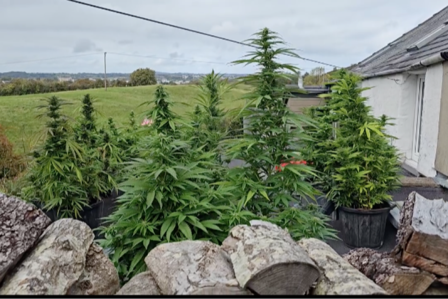 Police uncover £100,000 worth of drugs in Gwynedd raids